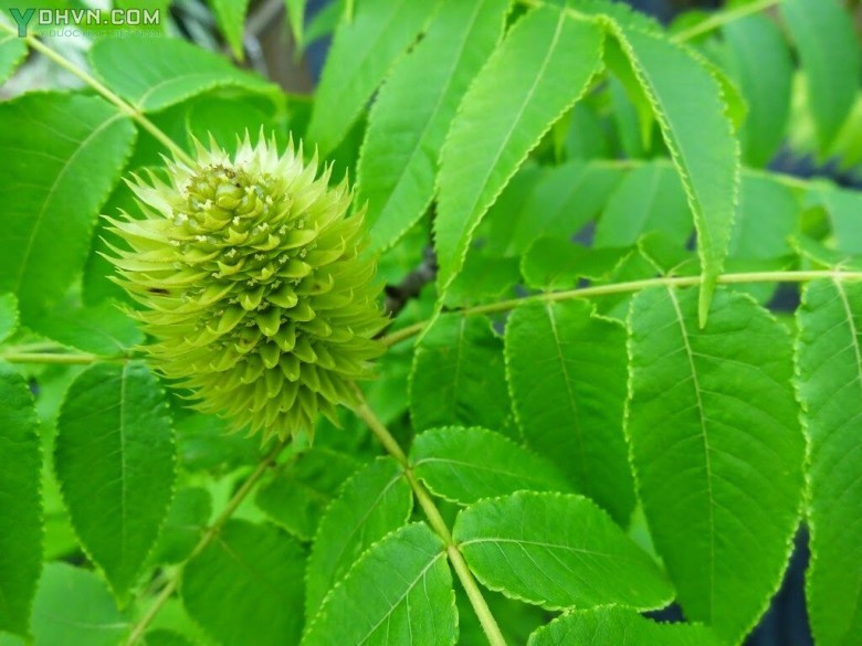 Cây Hóa hương, Hương núi, Hồ đào núi - Platycarya strobilacea Sieb. et Zucc., thuộc họ Hồ đào - Juglandaceae.