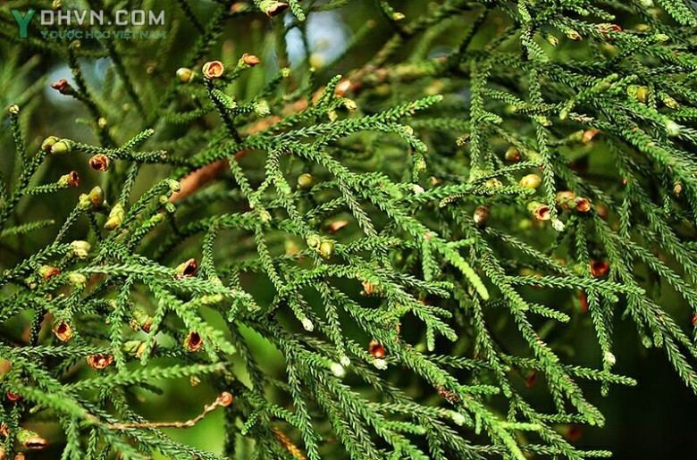 Cây Hoàng đàn giả, Thông vẩy - Dacrydium elatum (Roxb.), Wall ex Hook. (D. pierrei Hick.), thuộc họ Kim giao - Podocarpaceae.