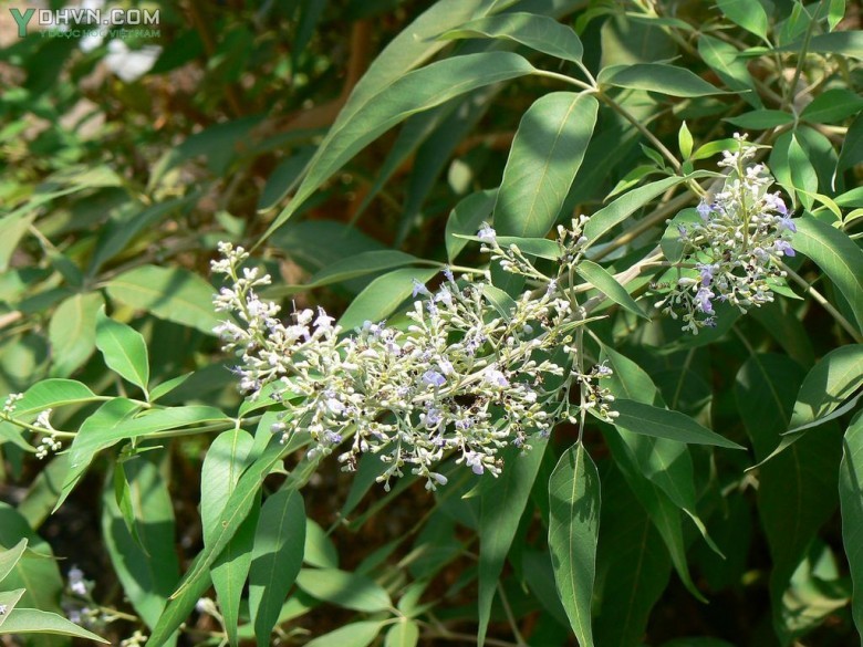 Cây Hoàng kinh, Ngũ trảo hay Chân chim - Vitex negundo L., thuộc họ Cỏ roi ngựa - Verbenaceae.