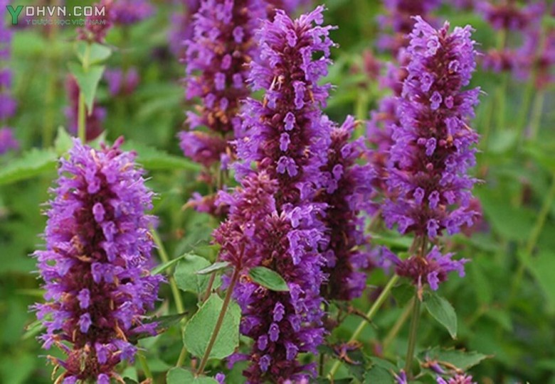 Cây Hoắc hương núi - Agastache rugosa (Fisech. et Mey.) O. Kize, thuộc họ Hoa Môi - Lamiaceae.