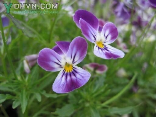 Cây Hoa bươm bướm, Hoa păng xê - Viola tricolor L., thuộc họ Hoa tím - Violaceae.