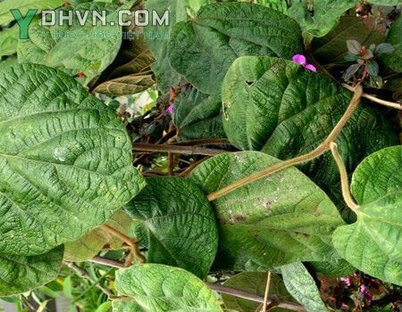 Cây Mã đậu linh, Cây khố rách - Aristolochia kwangsiensis Chum et How, thuộc họ Nam mộc hương - Aristolochiaceae.