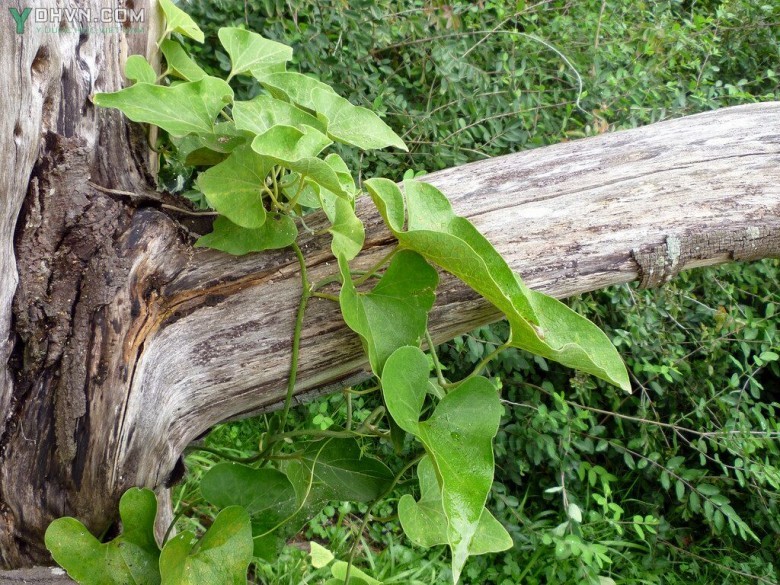 Mã đậu linh khác lá, Phòng kỷ, Hán trung phòng kỷ, Thanh mộc hương - Aristolochia heterrophylla Hemsl, thuộc họ Nam mộc hương - Aristolochiaceae.