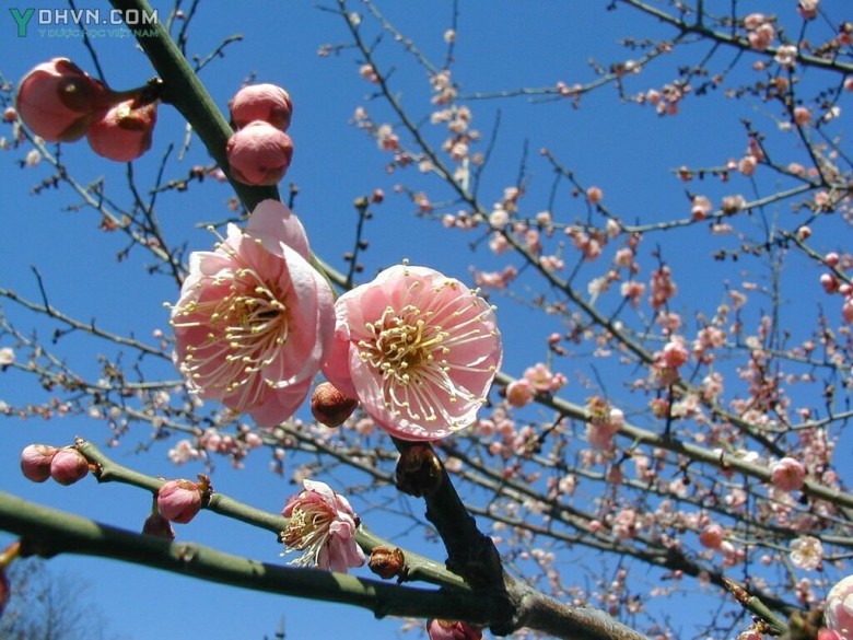 Cây Mai - Prunus mume (Sieh) Sleb. et Zucc., thuộc họ Hoa hồng - Rosaceae.