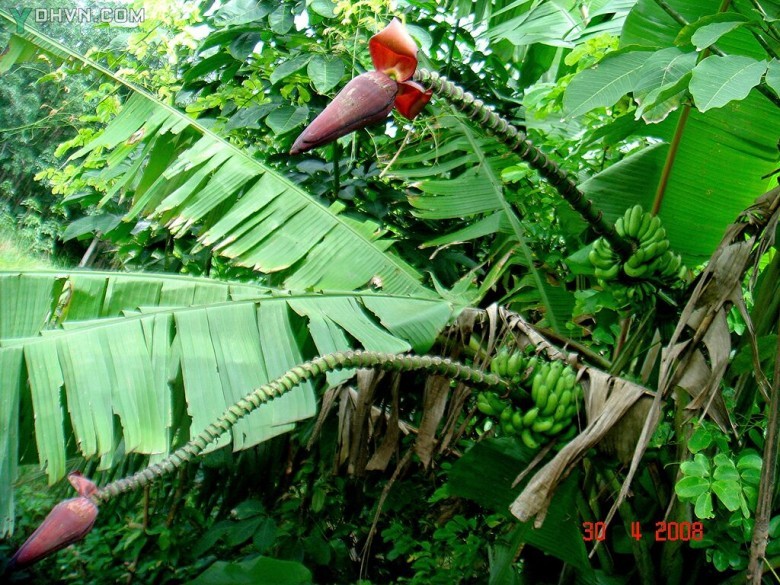 Chuối hột rừng, tên khoa học là Musa acuminata Colla thuộc họ chuối (Musaceae).