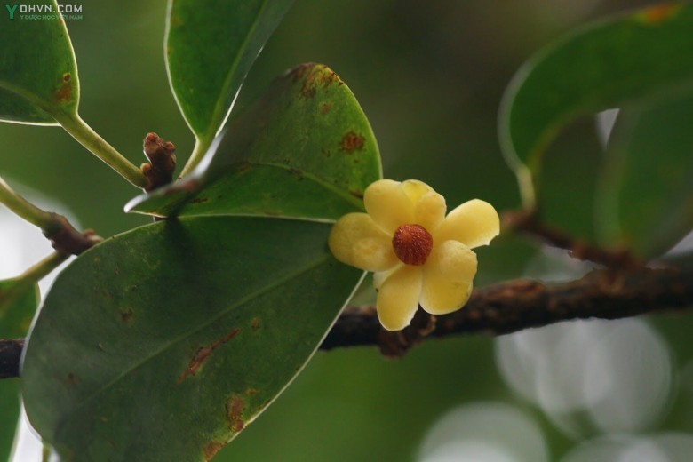 Cây Nắm cơm, Xưu xe tạp - Kadsura heteroclita (Roxb.) Graib, thuộc họ Ngũ vị - Schisandraceae.