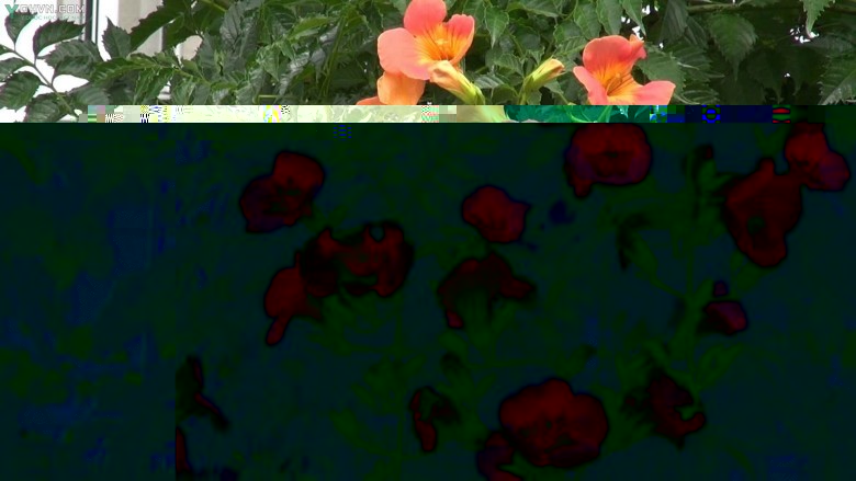 Cây Ðăng tiêu, Ðăng tiêu hoa to - Campsis grandiflora (Thunb.) K.Schum, thuộc họ Núc nác - Bignoniaceae.