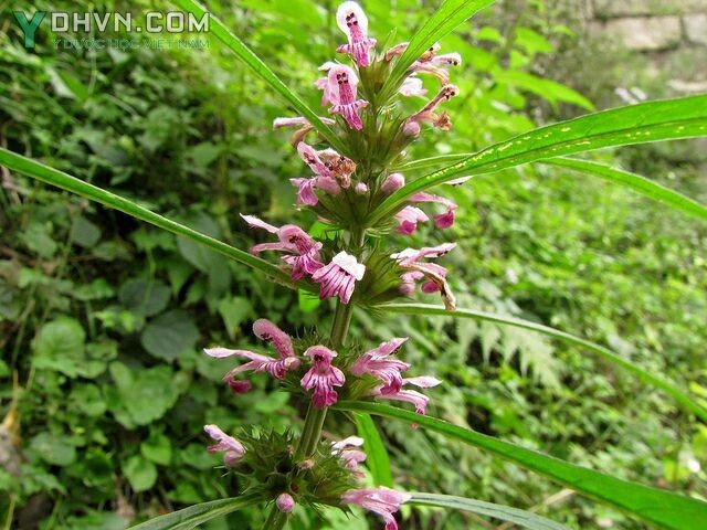 Cây Ích mẫu, Cây chói đèn - Leonurus heterophyllus Sweet, thuộc họ Hoa môi - Lamiaceae.