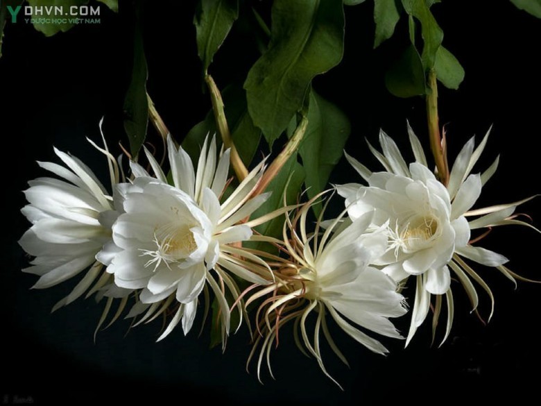 Cây Quỳnh hay Huỳnh hoa - Epiphyllum oxypetalum (DC.) Haw. (Cereus oxypetalus DC.), thuộc họ Xương rồng - Cactaceae.
