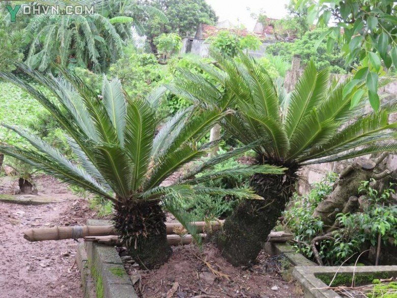 Cây Vạn tuế - Cycas revoluta Thunb., thuộc họ Tuế - Cycadaceae.