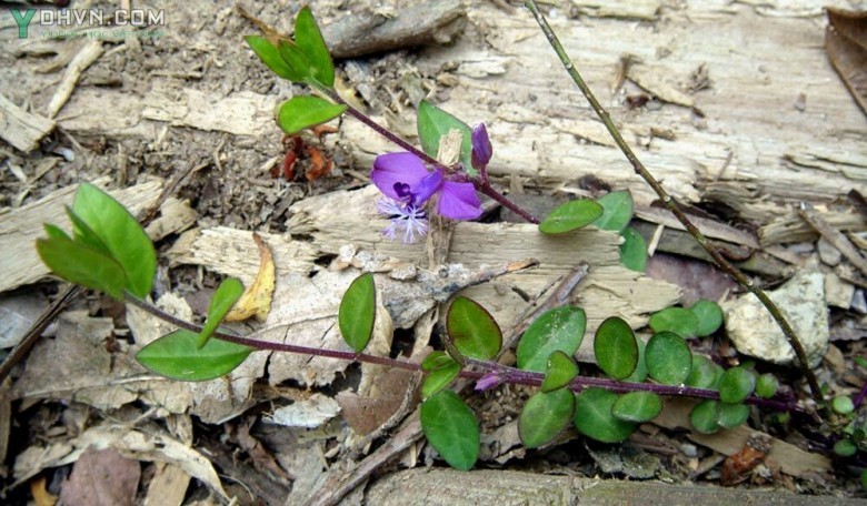 Cây Viễn chí Nhật, Nam viễn chí - Polygala japonica Houtt., thuộc họ Viễn chí - Polygalaceae.