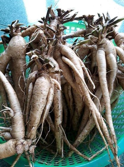 Củ sâm bố chính