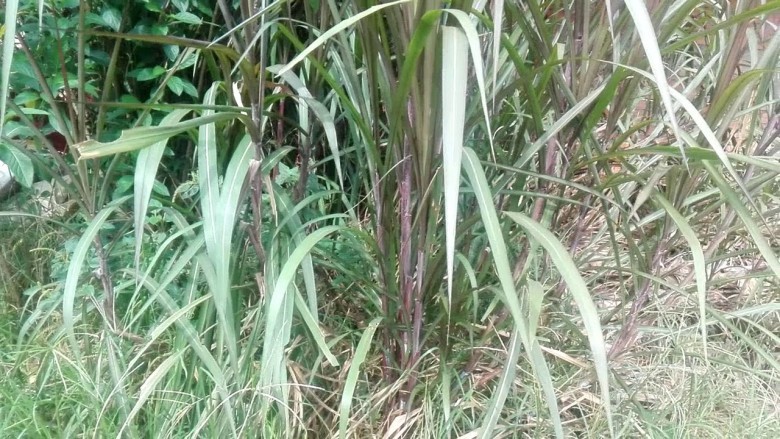 Cây Mía lau, Cam giá - Saccharum sinensis Roxb., thuộc họ Lúa - Poaceae.