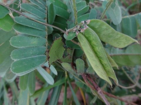 Cây Kê cốt thảo - Abrus pulchellus Wall. ex Thw. subsp. cantoniensis (Hance) Verde., thuộc họ Đậu - Fabaceae.