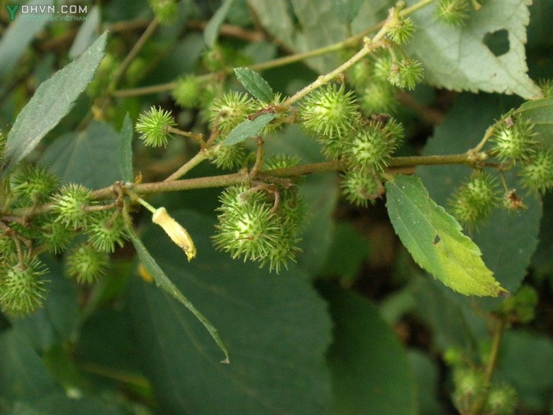 Cây Ké đay vàng, Gai đầu hình thoi - Triumfetta bartramia L. (T. rhomboidea Jacq.) thuộc họ Đay - Tiliaceae.