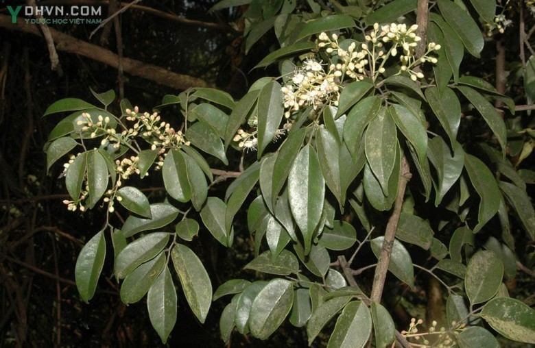 Khế rừng. Cây cháy nhà, Khế đồng, Cơm xôi - Rourea minor (Gaertn) Leenh. subsp. microphylla (H.et A.) J.E. Vidal (R. microphylla Planch.)., thuộc họ Dây Khế Connaraceae.