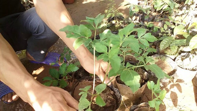 Cây bạch chỉ