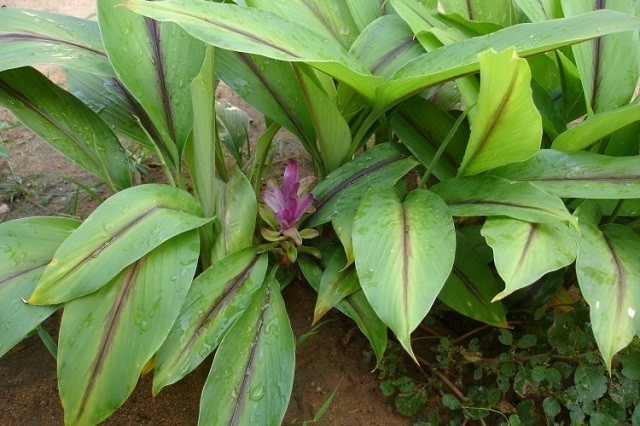 Cây nghệ đen - Curcuma zedoaria (Berg.) Roscoe (Amomum zedoaria Berg.) thuộc họ Gừng - Zingiberaceae.
