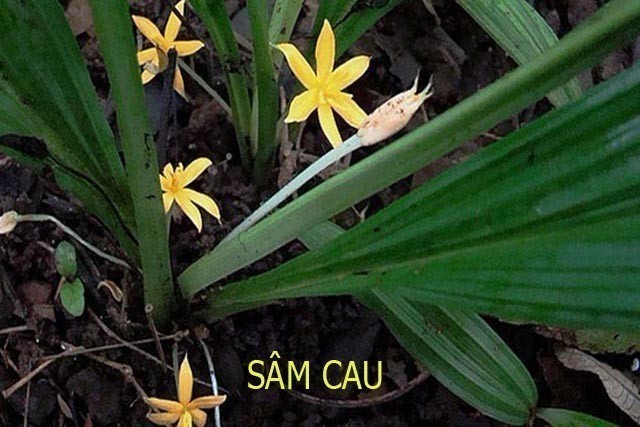 Hình ảnh và mô tả Sâm cau, Ngải cau, Cồ nốc lan - Curculigo orchioides Gaertn., thuộc họ Tỏi voi lùn - Hypoxidaceae.