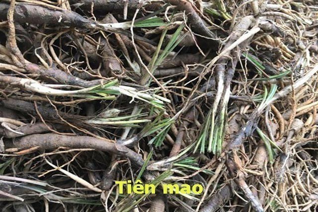 Đơn thuốc có dùng Dược Liệu Tiên Mao