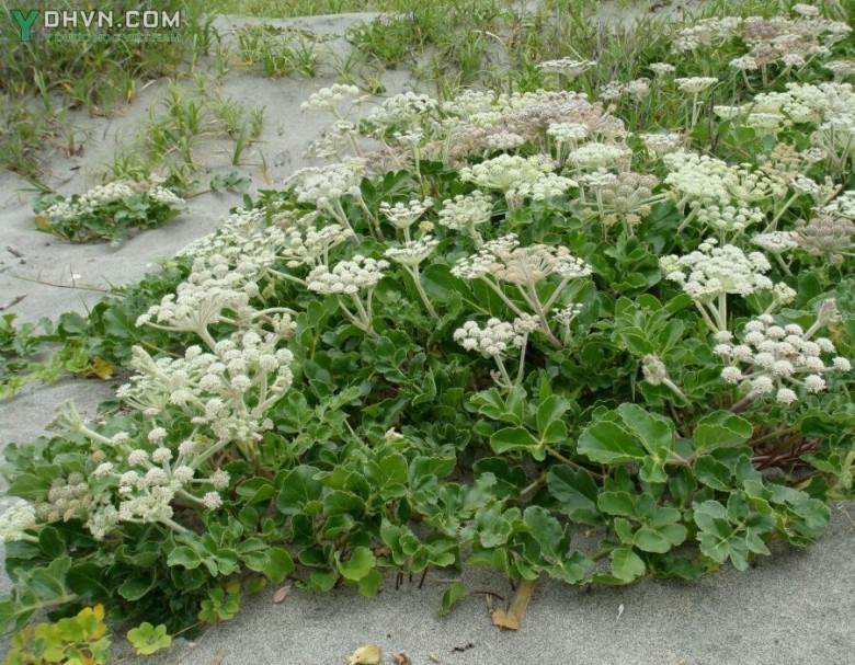Cây Bắc sa sâm, Sa sâm bắc - Glehnia littoralis Fr. - Schmidt. ex Miq., thuộc họ Hoa tán - Apiaceae.