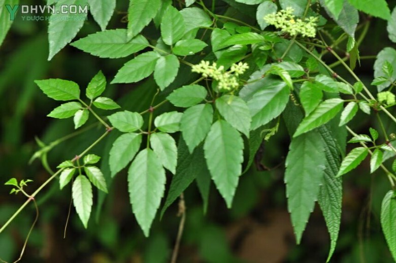 Cây Vác Nhật, Dâu leo, Giác tía - Cayratia japonica (Thunb.) Gagnep., thuộc họ Nho- Vitaceae.