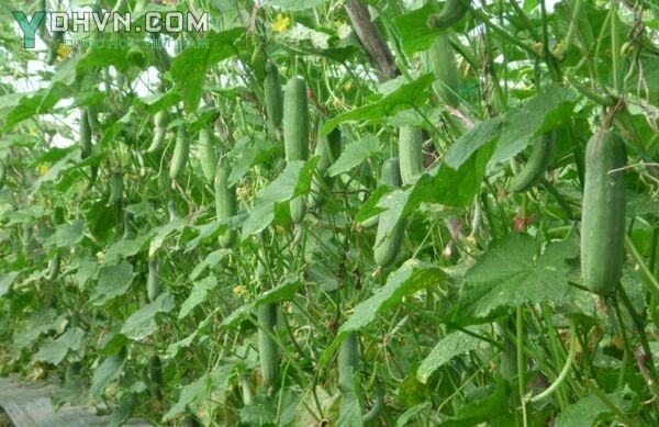 Cây Dưa chuột hay Dưa leo - Cucumis sativus L., thuộc họ Bầu bí- Cucurbitaceae.