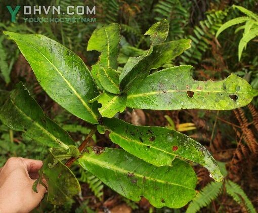 Cây Đơn tướng quân, Trâm chụm ba, Cây rau chiếc - Syzygium formosum (Wall) Matsam, var. ternifolium (Roxb). Merr et Perry (Eugenia ternifolia Roxb.), thuộc họ Sim - Myrtaceae.