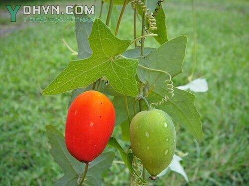 Cây Dưa dại, Hoa bát, Dây củ mì, Cầu qua dị diệp - Solena amplexicaulis (Lam.) Gandhi (S. heterophylla Lour., Melothria heterophylla Lour.) Cogn.), thuộc họ Bầu bí Cucurbitaceae.