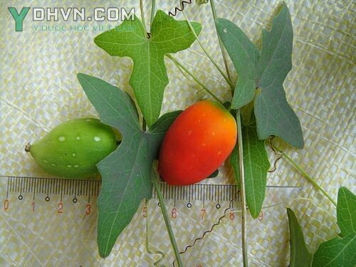 Hình ảnh nhận biết cây Dưa dại