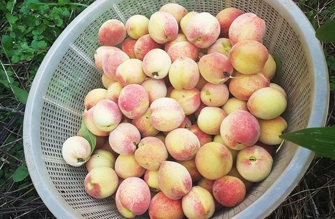 Quả đầu đặc sản Mẫu sơn