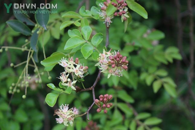 Cây Ða đa, Cò cưa, Xân - Harrisonia perforata (Blanco) Merr, thuộc họ Thanh thất - Simaroubaceae.