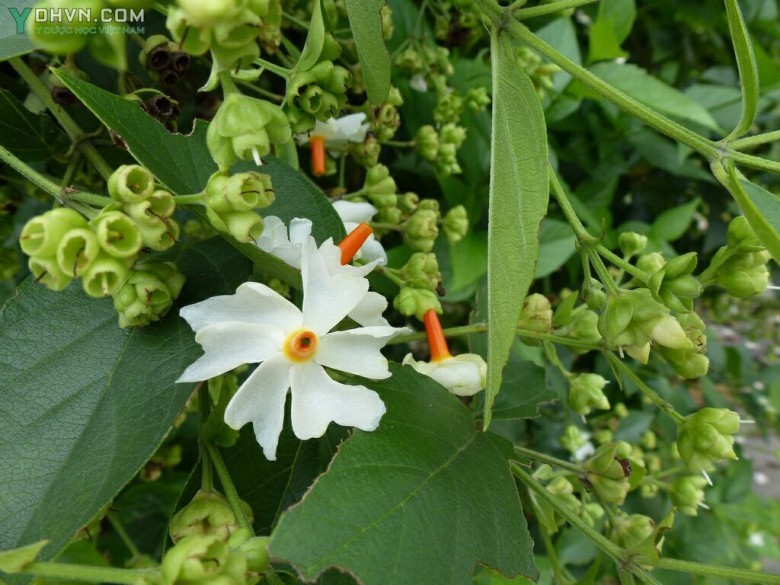 Cây Dạ hoa, Lài tàu - Nyctanthes arbor-tristis L., thuộc họ Cỏ roi ngựa - Verbenaceae.