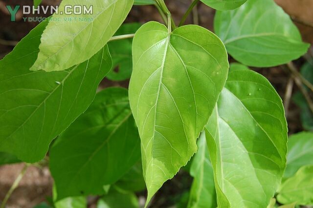 Tham khảo thêm lá cây Rau cách