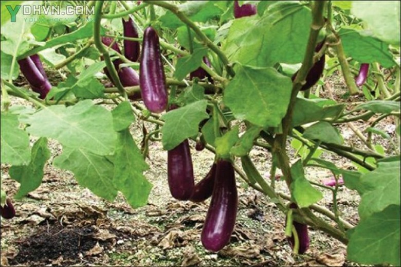 Cây Cà - Solanum melongena L., thuộc họ Cà - Solanaceae.