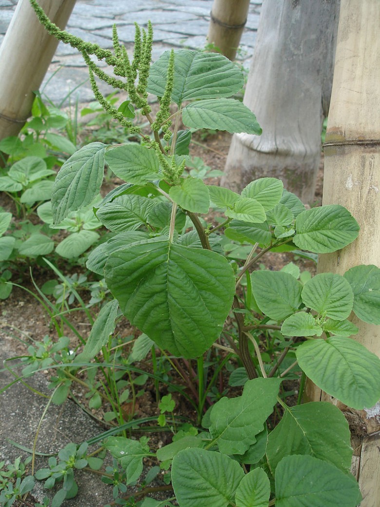 Cây Dền cơm - Amaranthus viridis L., thuộc họ Rau dền - Amaranthaceae.