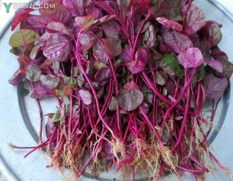 Cây rau dền đỏ
