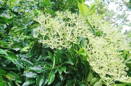 Muồng truổng, còn gọi là cây Sẻn, Hoàng mộc dài (Zanthoxylum avicenniae (Lamk.) DC.), họ Cam (Rutaceae).