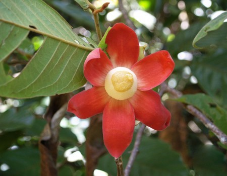 Cây Chuối con chông, Bù đẻ hoa to - Uvaria purpurea Blume (U. grandiflora Roxb) thuộc họ Na - Annonaceae.