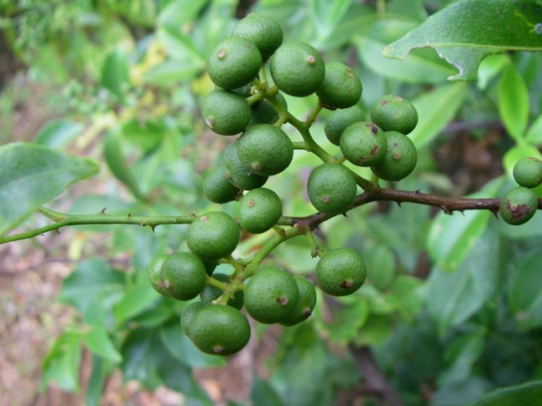 Cây Cam núi, Dây nhiên, Dây cám, Lang cây - Toddalia asiatica (L.) Lam (T. aculeata Pers.), thuộc họ Cam - Rutaceae.