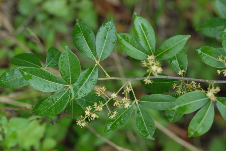 Hình ảnh tham khảo thêm