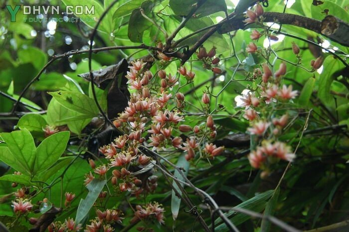 Cây Dây chẽ ba, Dây xanh - Illigera rhodantha Hance, thuộc họ Lưỡi chó - Hernandiaceae.
