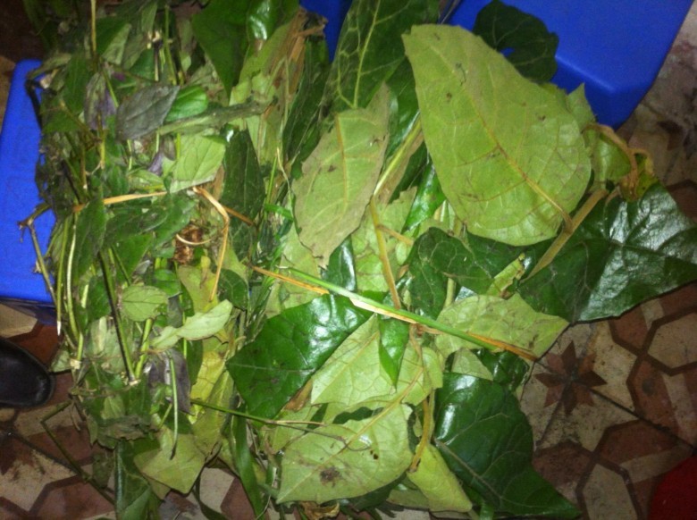 Cây Dây chè, Rau ráu, Đỏ ngọn - Vernonia andersoni C. B. Clarke, thuộc họ Cúc - Asteraceae.