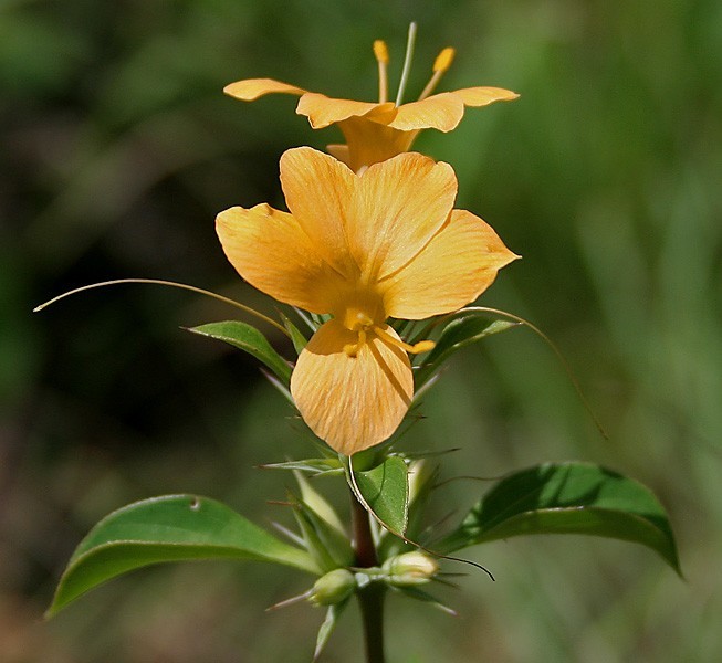 Cây Gai kim, Chông - Barleria prionitis L., thuộc họ Ô rô - Acanthaceae.