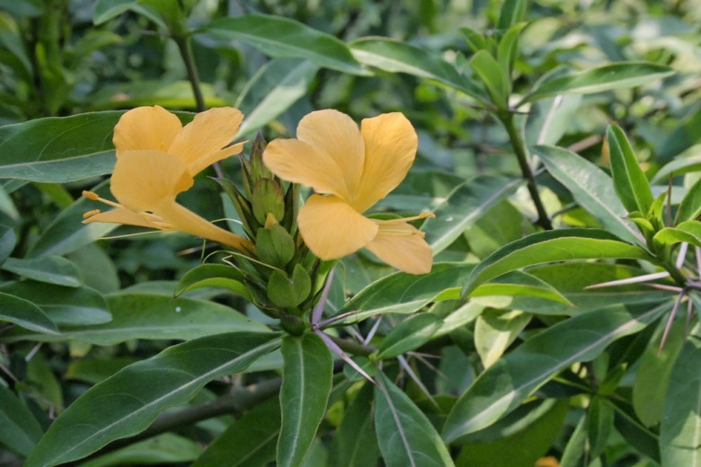 Hình ảnh tham khảo thêm