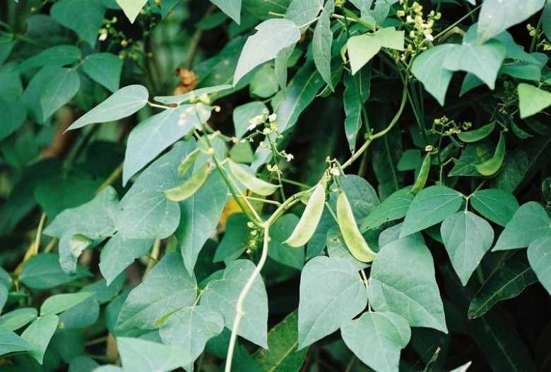 Cây Ðậu ngự, Ðậu kẻ bạc, Ðậu tiềm - Phaseolus lunatus L., thuộc họ Ðậu - Fabaceae.