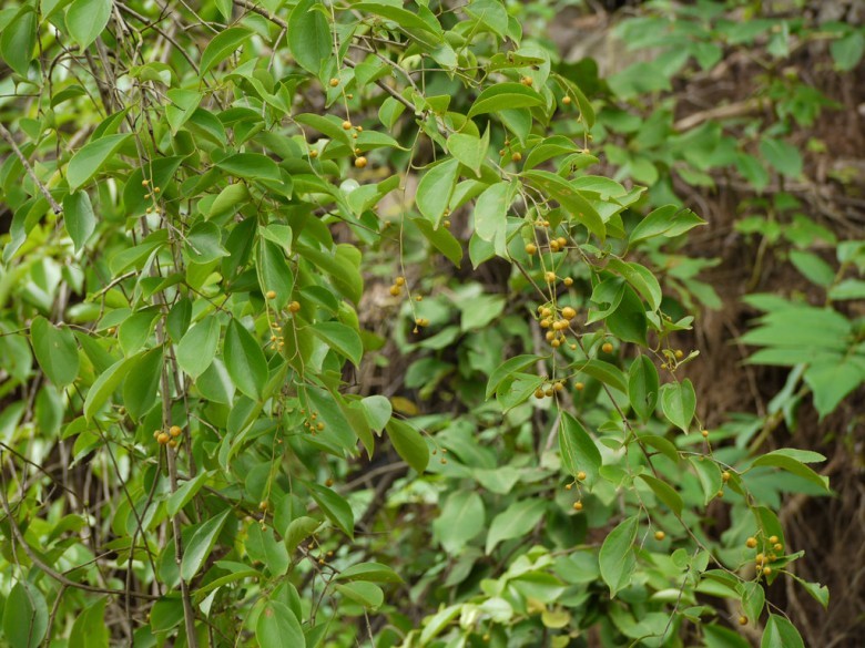 Cây Dây gối, Dây săng máu - Celastrus paniculatus Wild., thuộc họ Dây gối - Celastraceae.