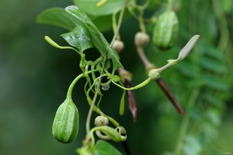 Cây Dây khố rách, Mã đậu linh, Sơn dịch - Aristolochia tagala Cham. (A. roxburghiana (Klotzch), thuộc họ Nam mộc hương - Aristolochiaceae.