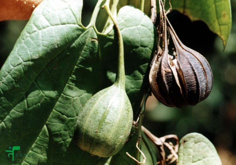 Hình ảnh tham khảo cây Dây khố rách