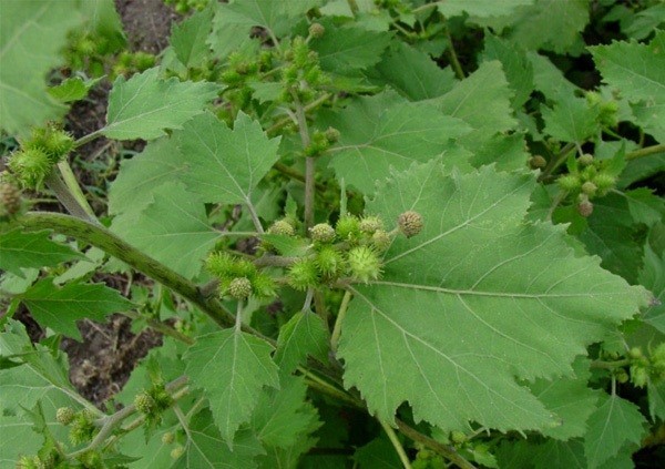 Cây Ké đầu ngựa - Xanthium inaequilaterum DC., thuộc họ Cúc - Asteraceae.